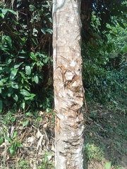 Trachylepis
