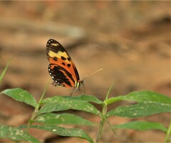 Heliconius numata
