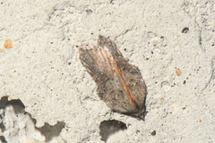 Acleris effractana