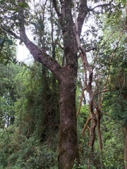 Cryptocarya alba