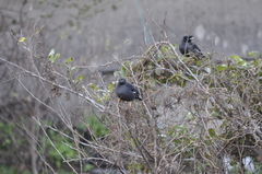 Acridotheres cristatellus formosanus