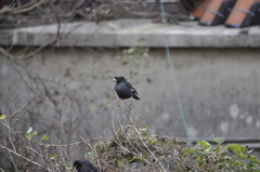 Acridotheres cristatellus formosanus