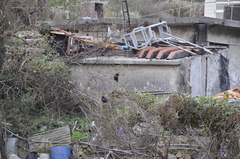 Acridotheres cristatellus formosanus