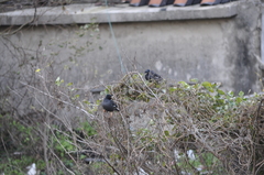 Acridotheres cristatellus formosanus