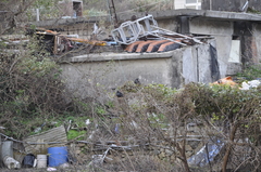 Acridotheres cristatellus formosanus