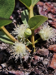 Psidium grandifolium