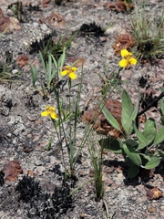 Trimezia juncifolia