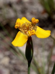 Trimezia juncifolia