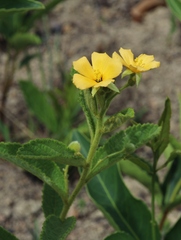 Piriqueta sidifolia