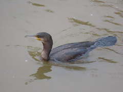 Phalacrocorax carbo