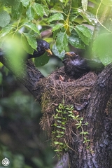 Chinese Blackbird photo 4