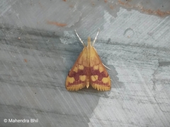 Pyrausta phoenicealis