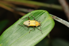 Chauliognathus plicatus