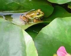 Pelophylax saharicus