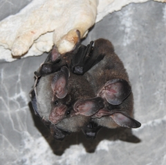 Chrotopterus auritus