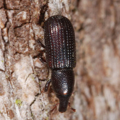 Stereocorynes truncorum