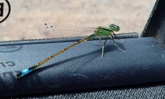 Ischnura saharensis