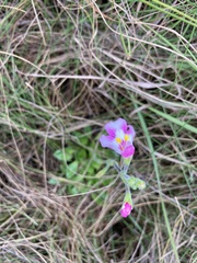 Craterostigma wilmsii