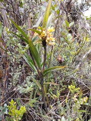 Maxillaria embreei