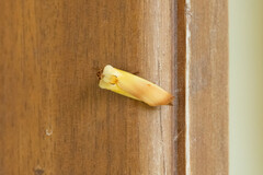 Halysidota roseofasciata