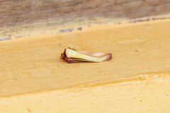 Halysidota roseofasciata