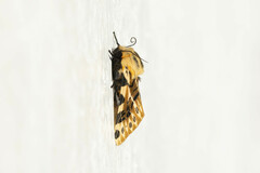 Hypercompe nemophila