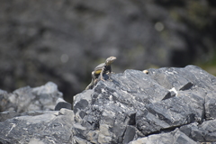 Microlophus peruvianus