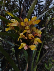 Maxillaria embreei