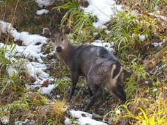 Elaphodus cephalophus