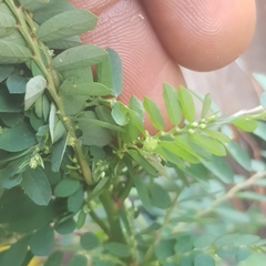 Phyllanthus amarus
