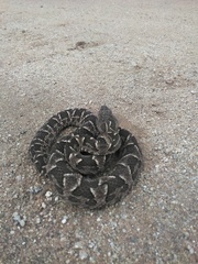 Bothrops diporus