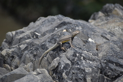 Microlophus peruvianus