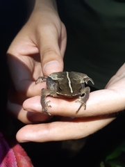 Rhinella margaritifera