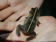 Rhinella margaritifera