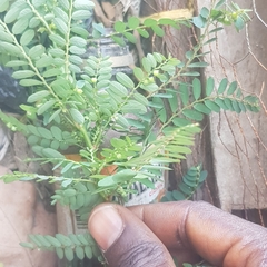 Phyllanthus amarus