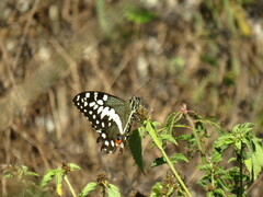 Papilio demodocus