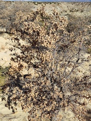 Quercus × undulata