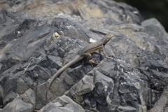 Microlophus peruvianus