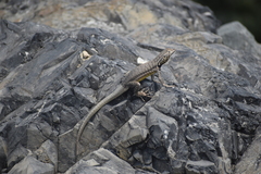 Microlophus peruvianus