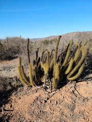 Bergerocactus emoryi