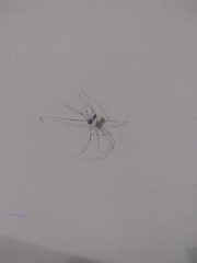 Physocyclus globosus