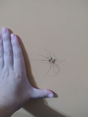 Physocyclus globosus