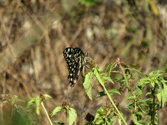 Papilio demodocus