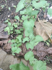 Lamium maculatum