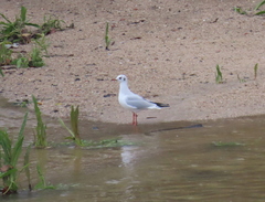 Chroicocephalus ridibundus