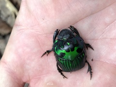 Oxysternon conspicillatum