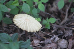 Marasmius mbalmayoensis
