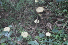 Marasmius mbalmayoensis