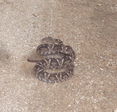 Bothrops diporus