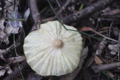 Marasmius mbalmayoensis